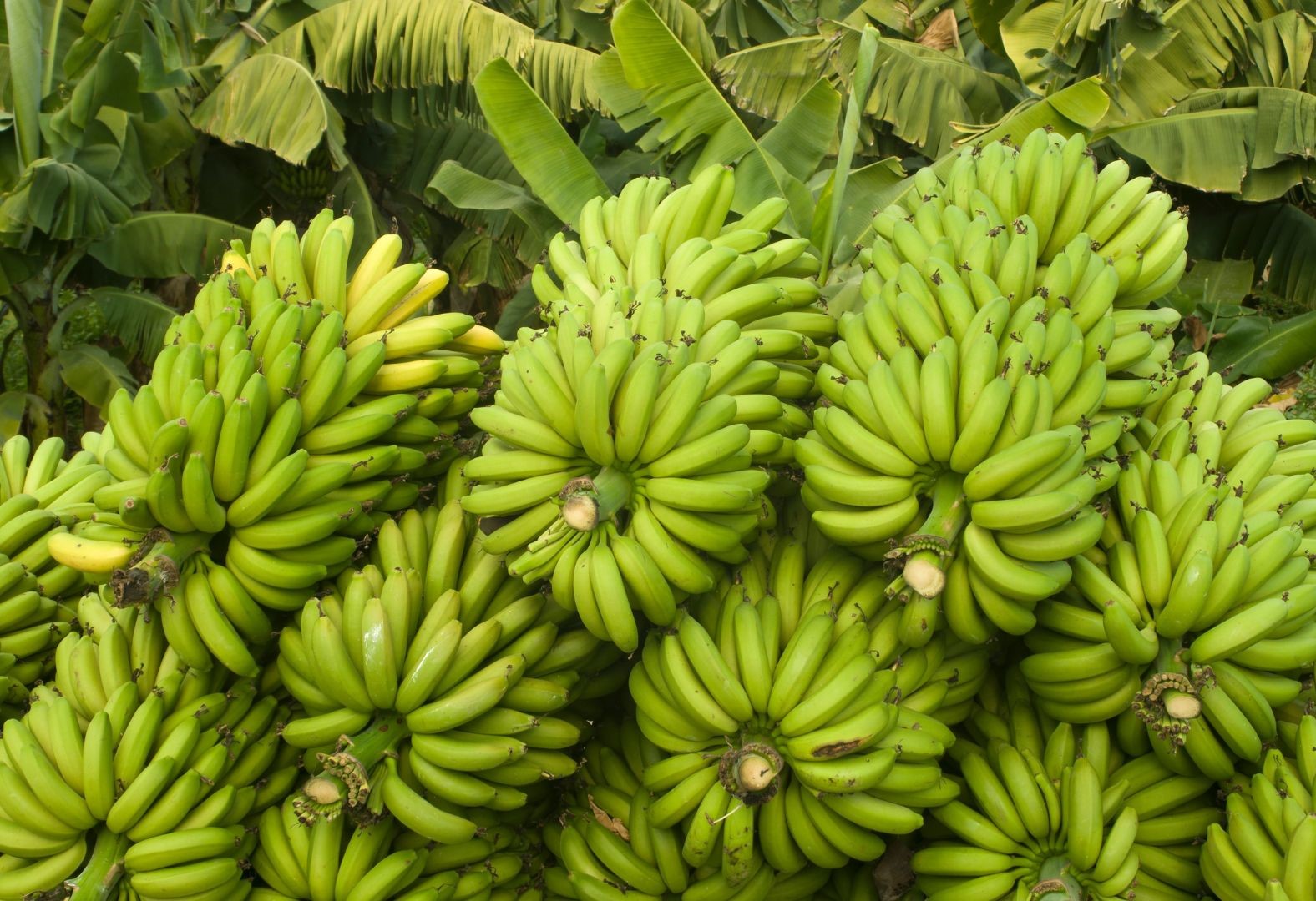 国家香蕉产业技术体系2